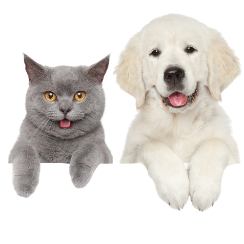 Paws & Furrs: professional pet care services in Pune.